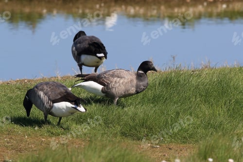 Preview: Brent Goose (Branta Bernicla) Texel Holland