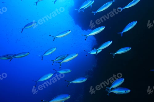 Preview: Shoal Of Fusilier Fish