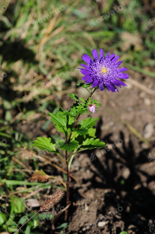 Preview: Purple Aster