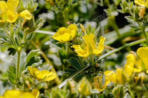 Preview: Yellow Flowers Of Potentilla Grandiflora (Potentilla Megalantha Takeda) In Garden