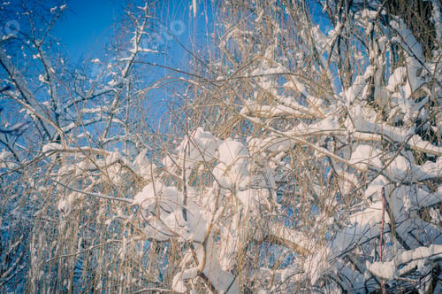 Preview: Winter Landscape - Snow And Icicles On Tree Branches Sparkle In The Rays Of The Bright Sun