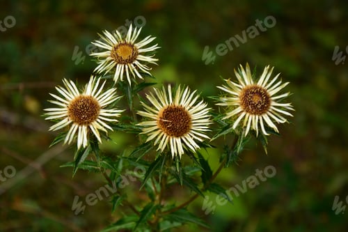 Preview: Carline Thistle (Carlina Vulgaris) In Natural Habitat