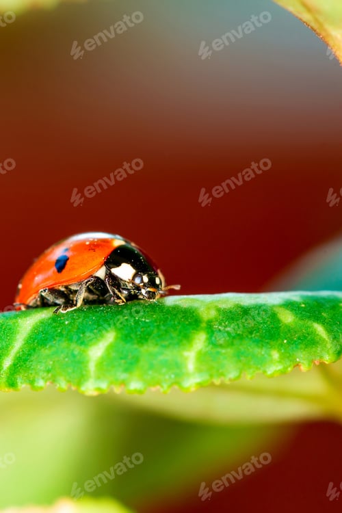 Preview: Cute Lady Bird. Natural Red Background. Ladybug.