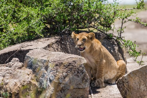 Preview: Lion Cub In The Maasai Mara National Park, Kenya
