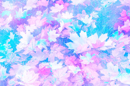 Preview: Autumn Background With Bright Colorful Leaves. Indian Summer.