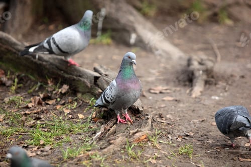 Preview: Birds Close Up In A Park- Grey Pigeons With One Different Brown Pigeon Eating Seed From A Sandy
