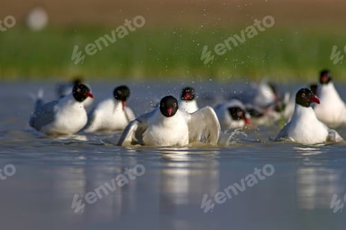 Preview: White Gulls. Blue Green Nature Background. Bird: Mediterranean Gull. Ichthyaetus Melanocephalus.