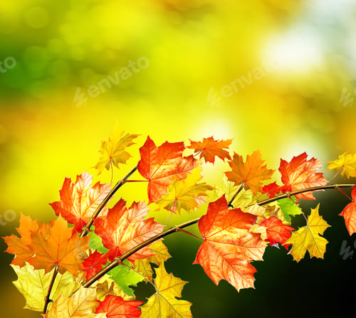 Preview: Autumn Landscape. Beautiful Leaves. Landscape. Colorful Trees