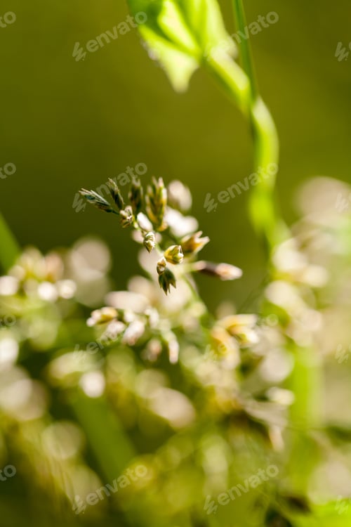 Preview: Green Plants Isolated On Natural Background With Beautiful Bokeh And Contour Light