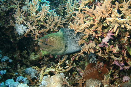 Preview: Giant Moray Eel (Gymnothorax Javanicus)