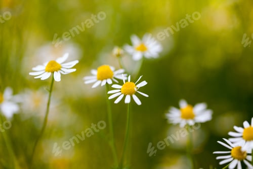 Preview: Wild Camomile (Matricaria Chamomilla) In The Field With Natural Background