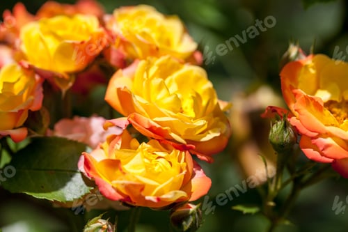 Preview: Colorful, Beautiful, Delicate Rose Petals And Details