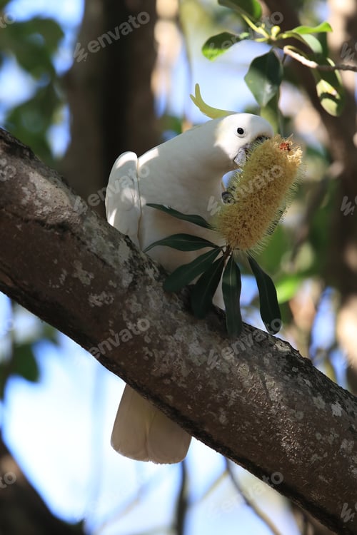 Preview: Sulphur-Crested Cockatoo (Cacatua Galerita),Queensland Australia