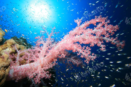 Preview: Soft Coral And Glassfish In Sunshine