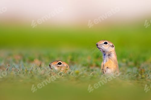 Preview: Cute Funny Animal Ground Squirrel. Green Nature Background.