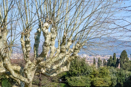 Preview: Large Tree In The Gardens Of Boboli In Florence