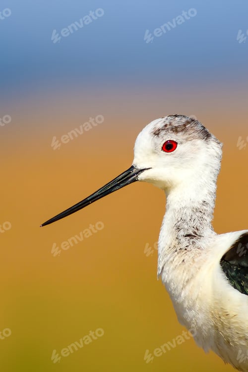 Preview: Common Water Bird Portrait. Colorful Natural Background. Bird: Black Winged Stilt. Himantopus