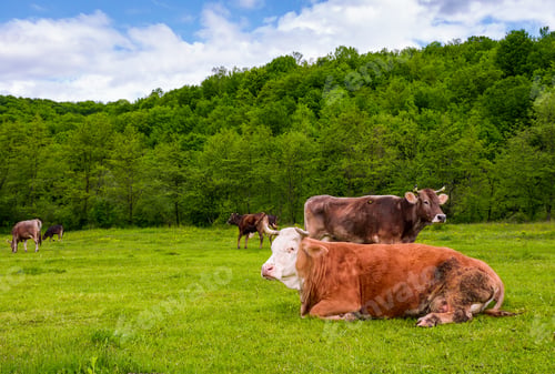 Preview: Herd Of Cows On A Pasture In Mountains. Fat Rufous Cow Lay On The Ground. Lovely Scenery In