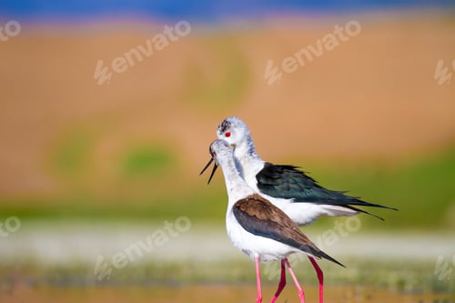 Preview: Cute Long Legged Birds. Bird Mating. Colorful Nature Background.