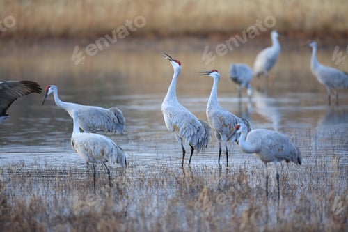 Preview: Sandhill Crane Bosque Del Apache Wildlife Reserve New Mexico Usa