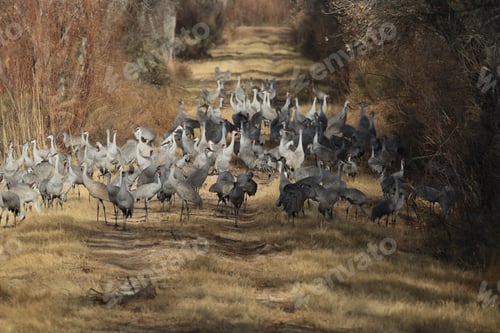 Preview: Sandhill Crane Bosque Del Apache Wildlife Reserve New Mexico Usa