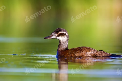 Preview: Swimming Duck. Colorful Nature Background. Bird: White Headed Duck. Oxyura Leucocephala.
