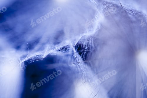 Preview: Abstract Composition With Dandelion Seeds - Extreme Closeup With Soft Focus