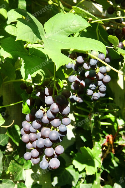 Preview: Blue Grapes Hanging On Branch,