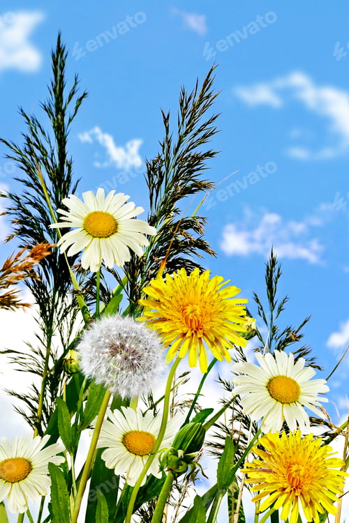 Preview: Chamomile Flowers And Blue Sky With Clouds