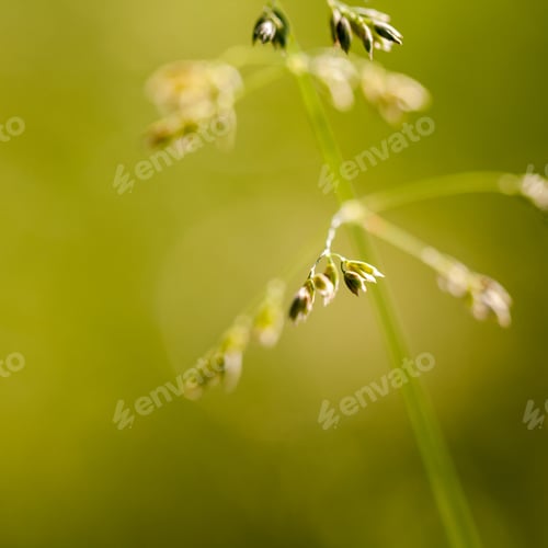 Preview: Green Plants Isolated On Natural Background With Beautiful Bokeh And Contour Light