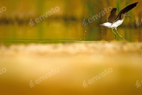 Preview: Water Bird. Natural Background.