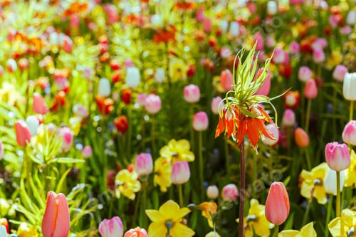 Preview: Beautiful Orange Flowers Fritillaria In The Garden Or Park. The Buds Are Bulbous Plants. The