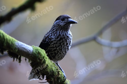 Preview: Spotted Nutcracker, Eurasian Nutcracker Black Forest Germany