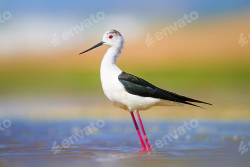 Preview: Cute Water Bird. Colorful Nature Background. Common Water Bird. Black Winged Stilt. Himantopus