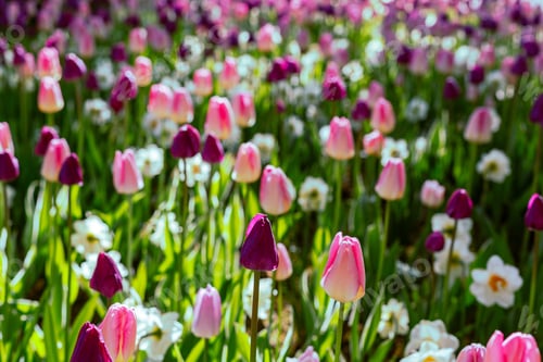 Preview: Beautiful Tulips And The Narcissus Flowers In The Spring Garden Or The Park. Ornamental Flowering