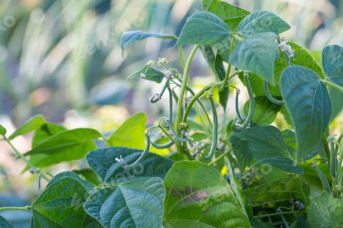 Preview: Young Bean Growing In Ecological Garden. Young Summertime Garden Plants.