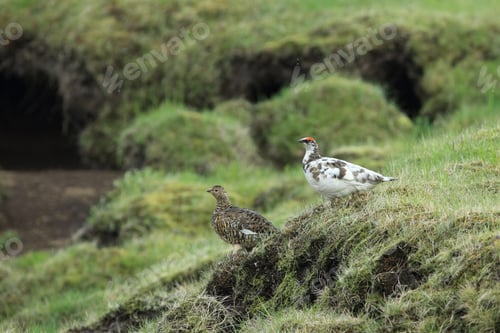 Preview: Rock Ptarmigan (Lagopus Muta) In Tundra-Like Vegetation In Iceland