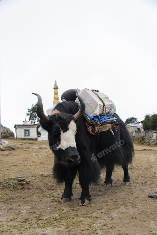 Preview: Yak In Nepal