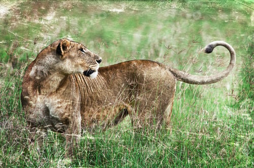 Preview: Vintage Style Image Of An African Lion In The Lake Nakuru National Park, Kenya