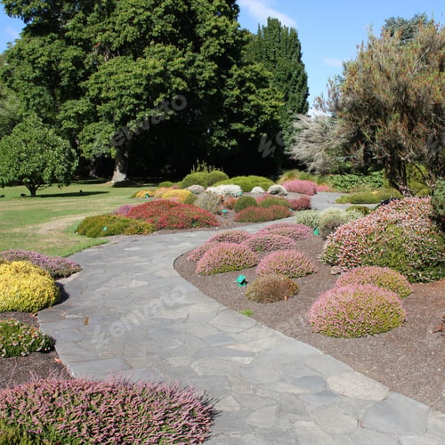 Preview: Christchurch Botanic Gardens (New Zealand). Alpine Flora. Square Composition.