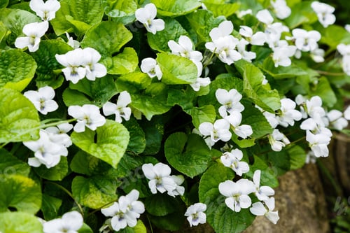 Preview: White Viola Canadensis. White Flowers In Spring Garden. Nature Background.