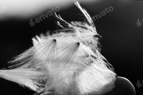 Preview: Black And White, Abstract Composition With Dried Plants Seeds. Looks Like Dandelion Seeds