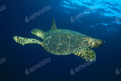 Preview: Hawksbill Sea Turtle (Eretmochelys Imbricata)