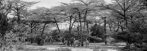 Preview: Zebras In The Selous National Park, Tanzania