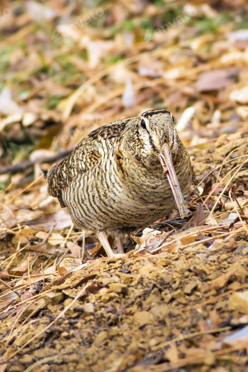Preview: Woodcock. Camouflage Bird. Dry Leaves. Brown Nature Background. Bird: Eurasian Woodcock. Scolopax