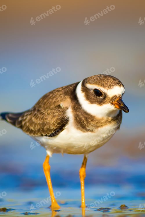 Preview: Cute Little Bird. Nature Background. Common Ringed Plover / Charadrius Hiaticula