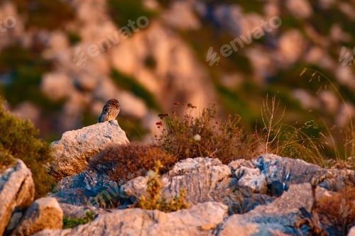 Preview: Cute Little Owl. Hidden Bird. Natural Background. Muğla Marmaris Datça. Turkey