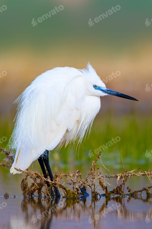Preview: Heron. Bright Vivid Colors. Colorful Nature Background. Bird: Little Egret. Egretta Garzetta.