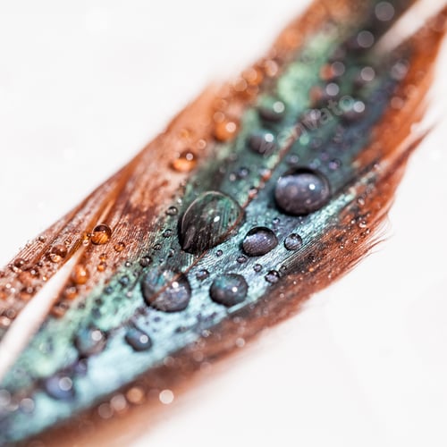 Preview: Abstract Composition With Colorful Hen Feather With Water Drops