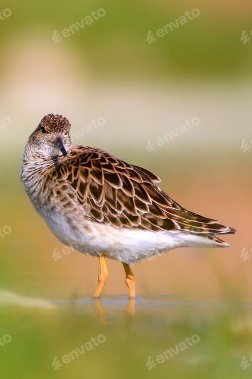 Preview: Water Bird. Common Bird; Ruff. Philomachus Pugnax. Colorful Nature Background.